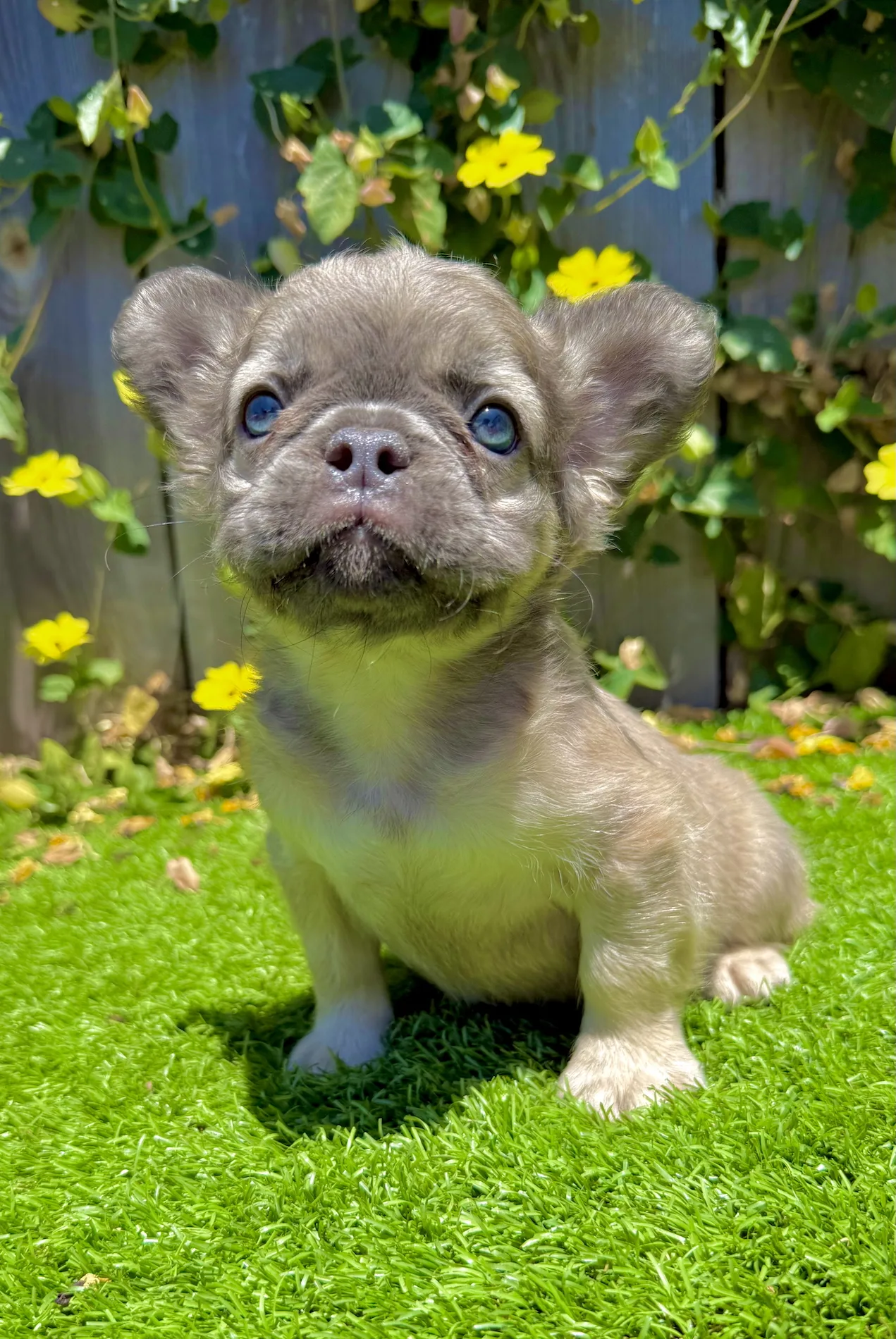 Blue Fawn Fluffy French Bulldog puppy Nova sitting on grass with bright blue eyes