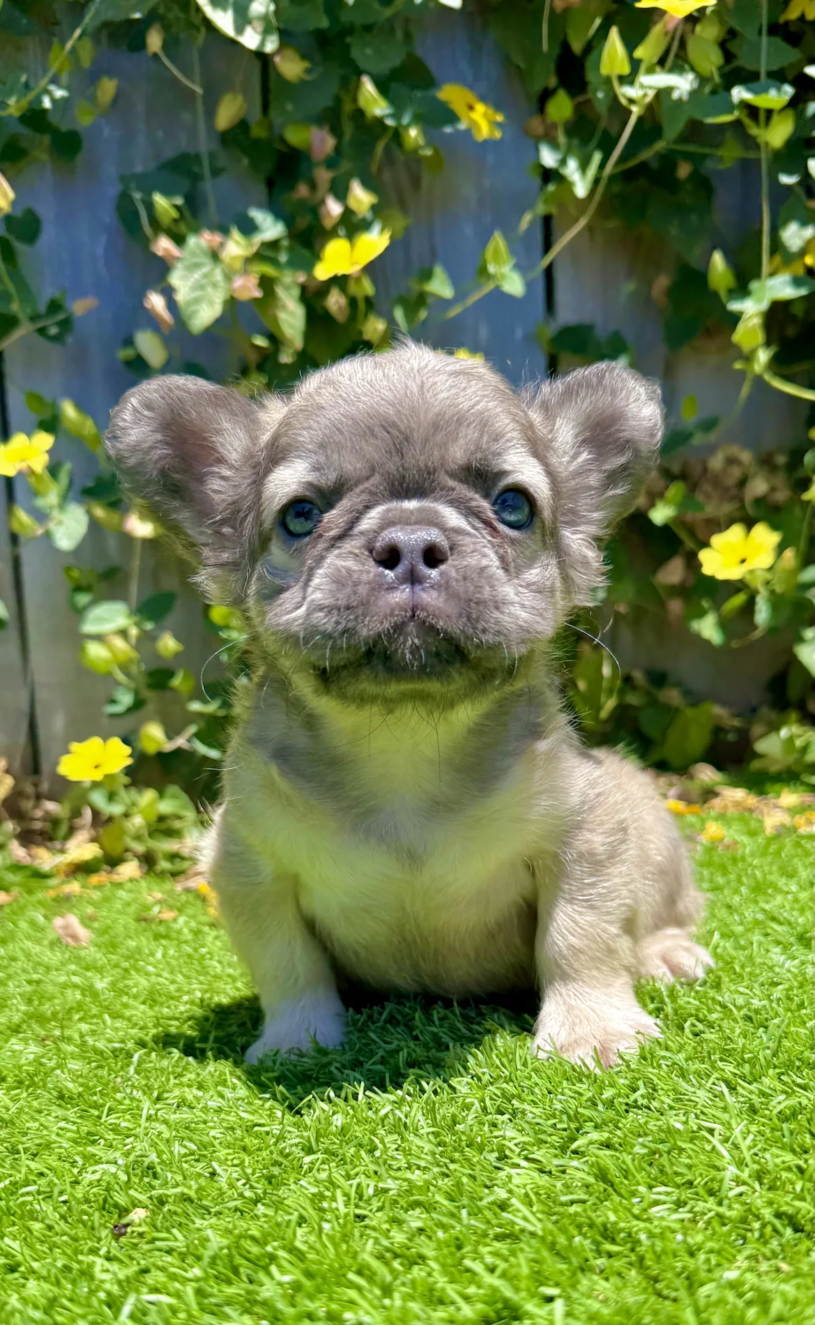 Side view of Blue Fawn Fluffy French Bulldog puppy Nova with long hair and blue eyes