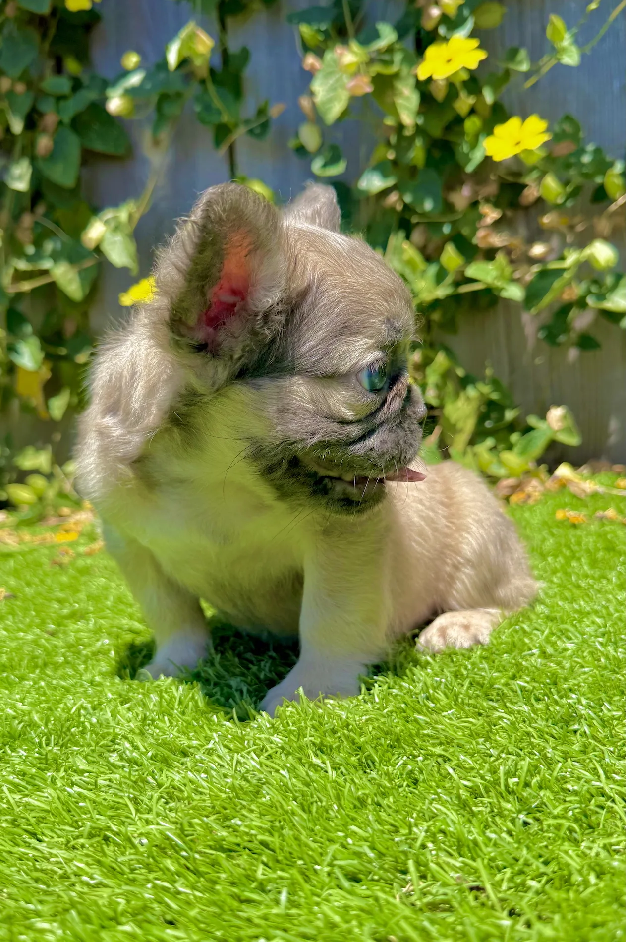 Close-up of Blue Fawn Fluffy French Bulldog puppy Nova with long coat and bright blue eyes