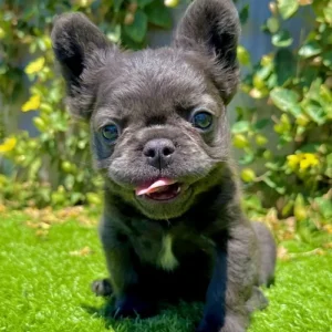 Black Fluffy French Bulldog puppy Knight standing on grass with soft long coat and compact build
