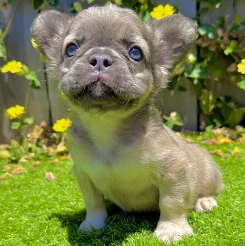 Blue Fawn Fluffy French Bulldog puppy Nova standing on grass with bright blue eyes and long fluffy coat