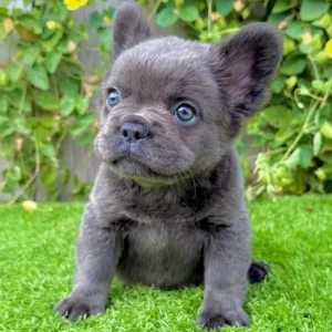 Blue fluffy French Bulldog puppy Lulu looking up with curious eyes