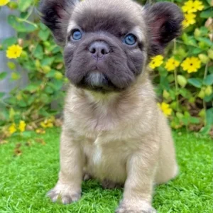 ADOPTED (Fluffy French Bulldog)