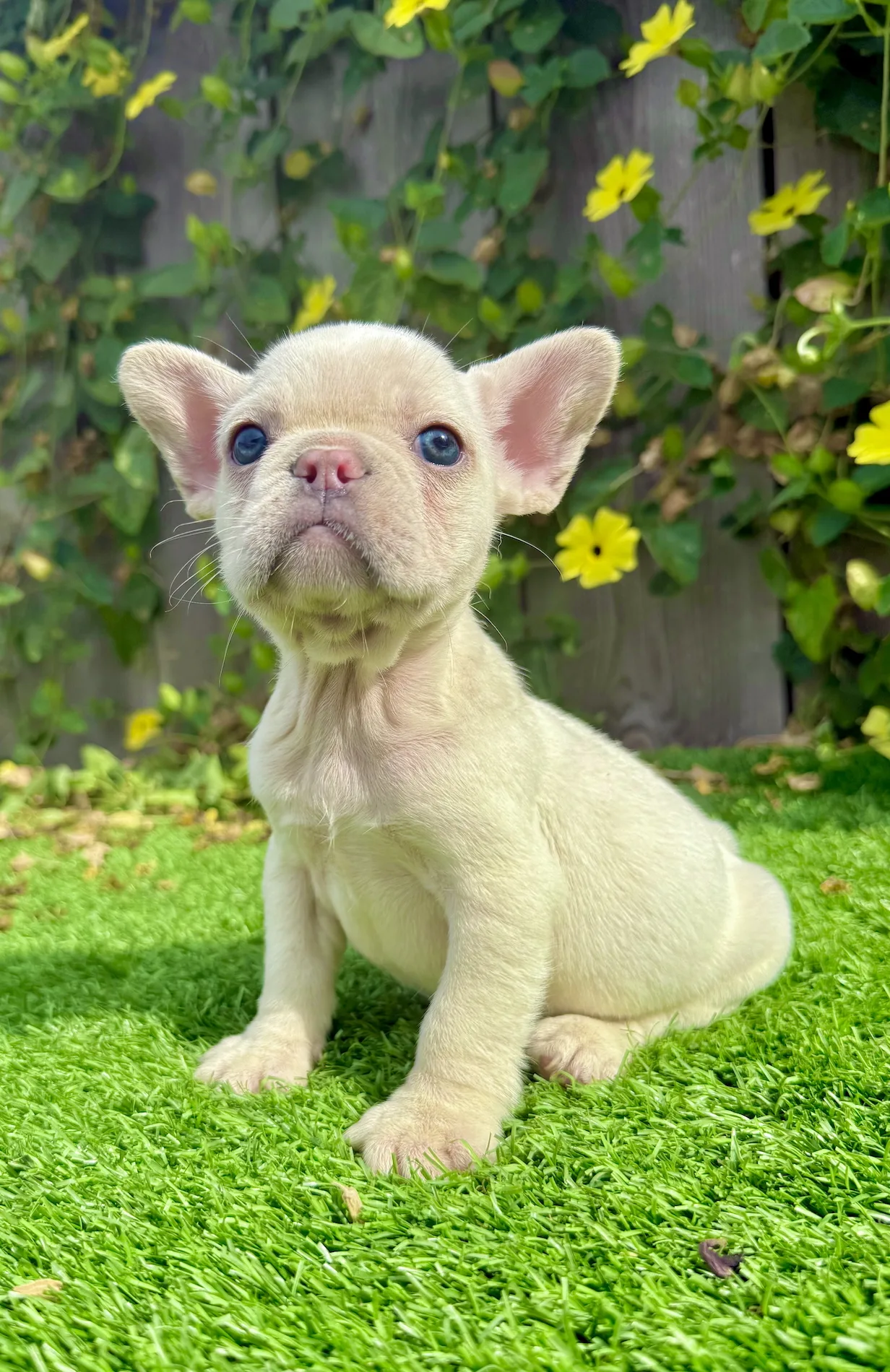 White French Bulldog puppy Honey sitting on grass with blue eyes and pink nose