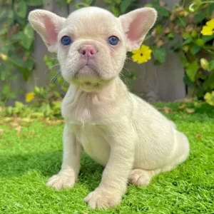 White French Bulldog puppy Honey playfully walking on grass with crystal blue eyes and pink nose