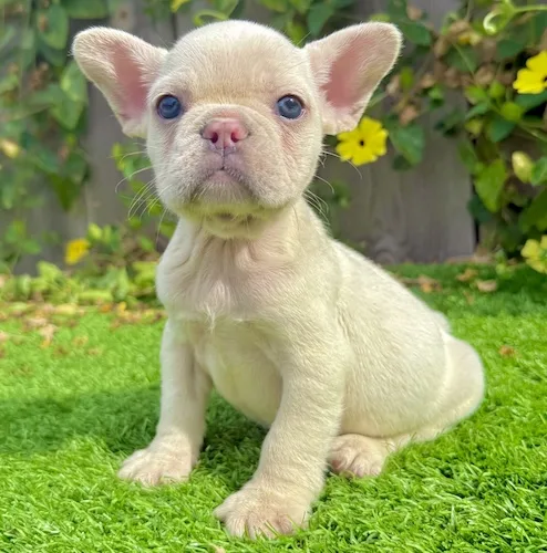White French Bulldog puppy Honey playfully walking on grass with crystal blue eyes and pink nose