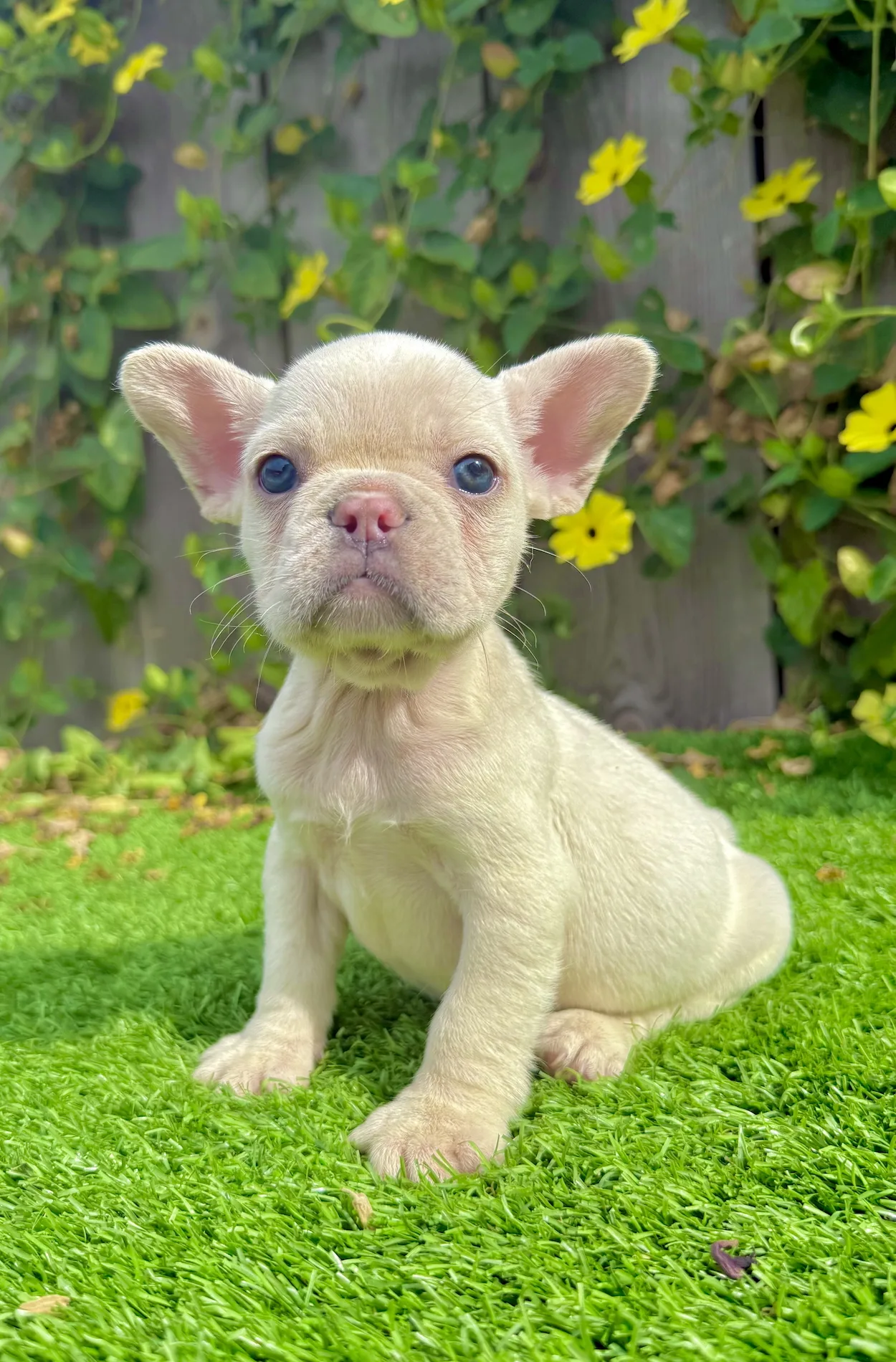 Side view of white French Bulldog puppy Honey with compact frame and smooth coat