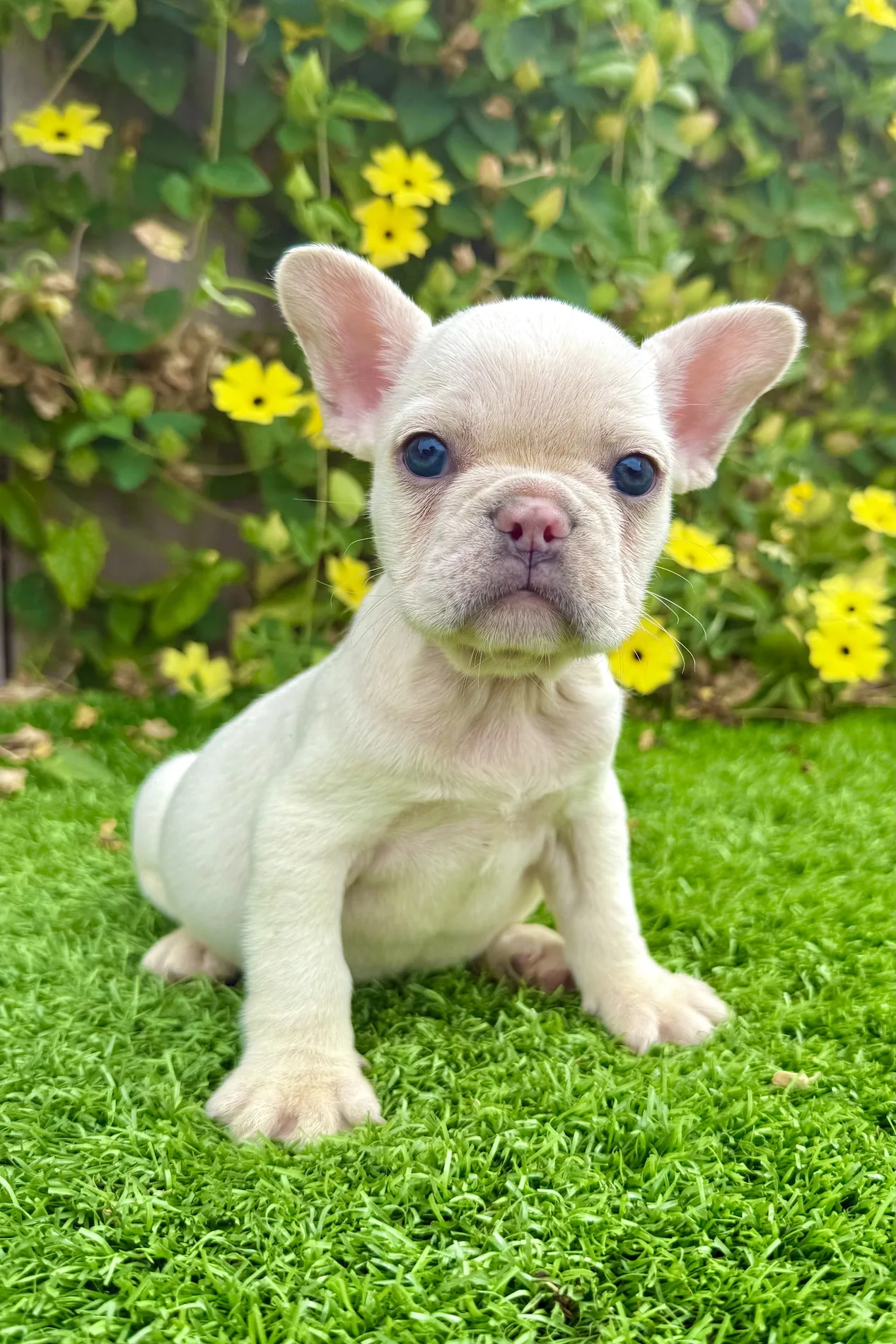 Honey the white French Bulldog puppy with blue eyes standing alert on grass