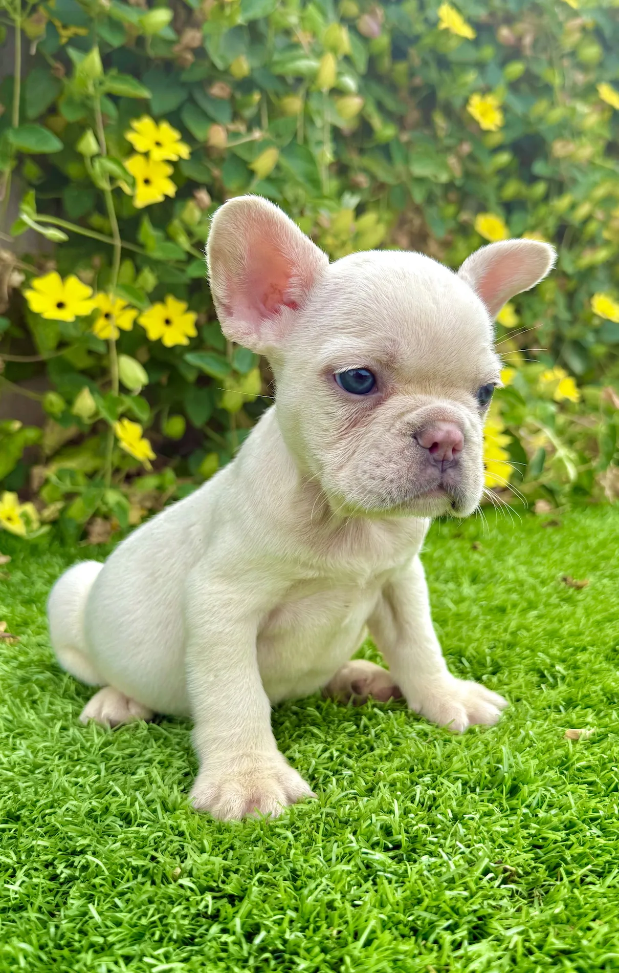 Close-up of white French Bulldog puppy Honey showing blue eyes and soft features