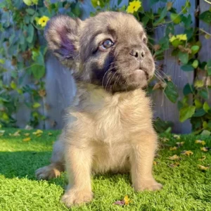 9-week-old French Bulldog named Prince posing outdoors with lush greenery and yellow blooms