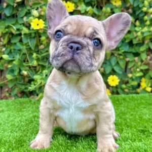 Lexi (Fawn Merle French Bulldog)