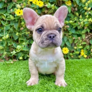 Rocko the fawn French Bulldog puppy sitting upright on grass with a confident and chunky build