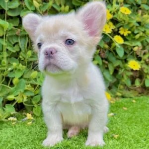 Icy white French Bulldog male puppy named Frost on fresh grass