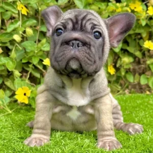 Millie (Big Rope French Bulldog)