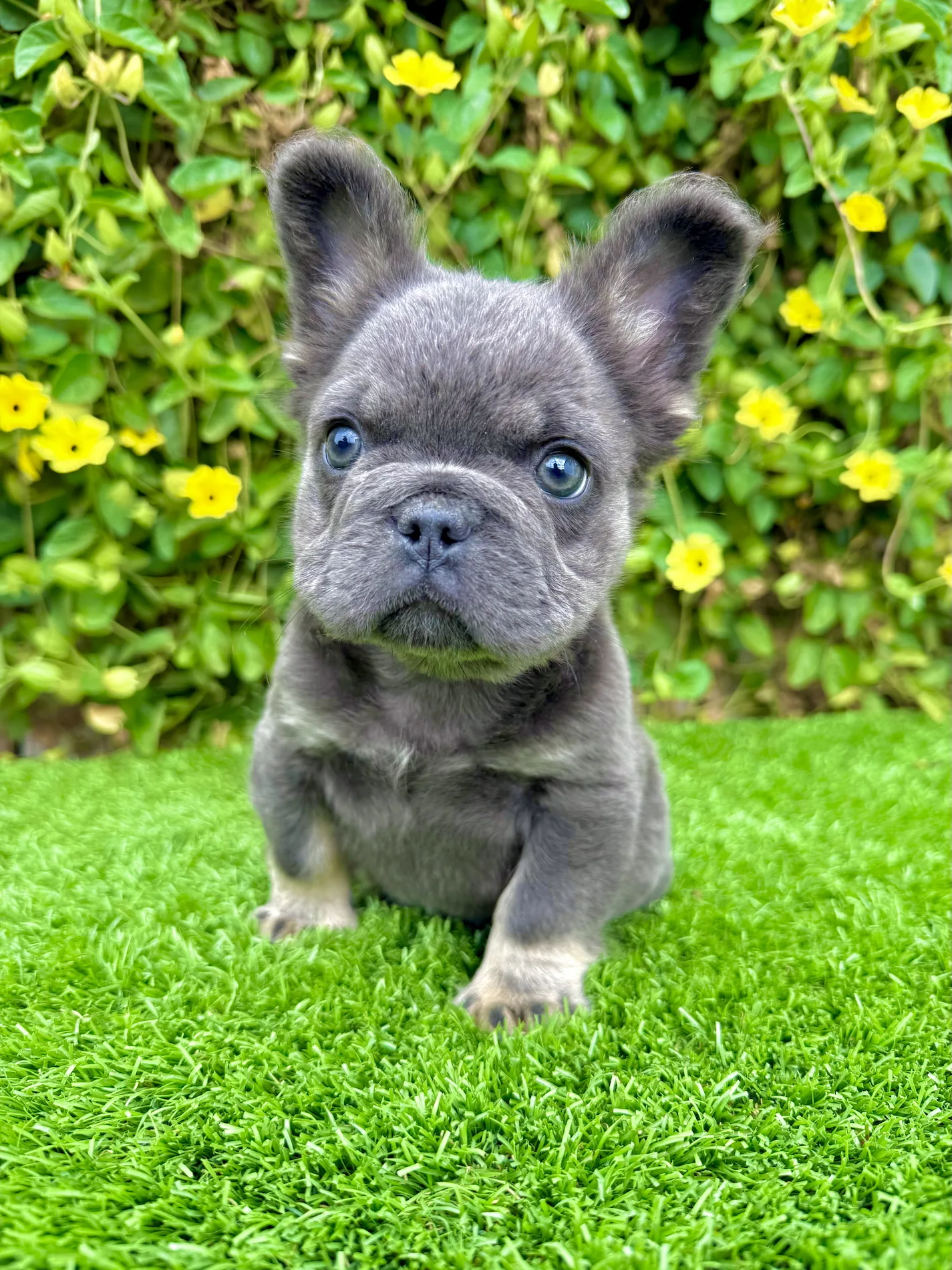 Blue tri fluffy French Bulldog puppy with green eyes