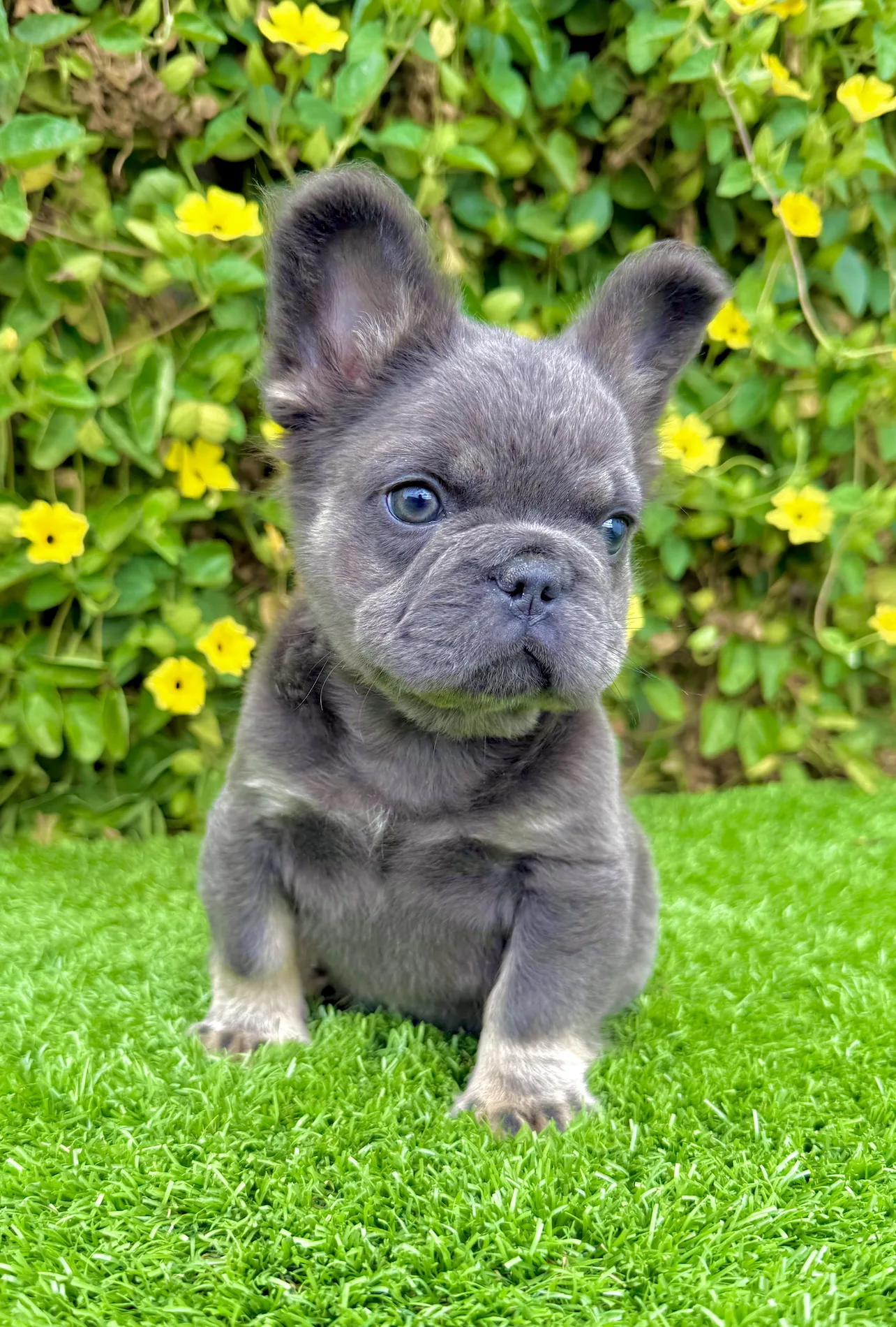 Side profile of a blue tri male fluffy French Bulldog