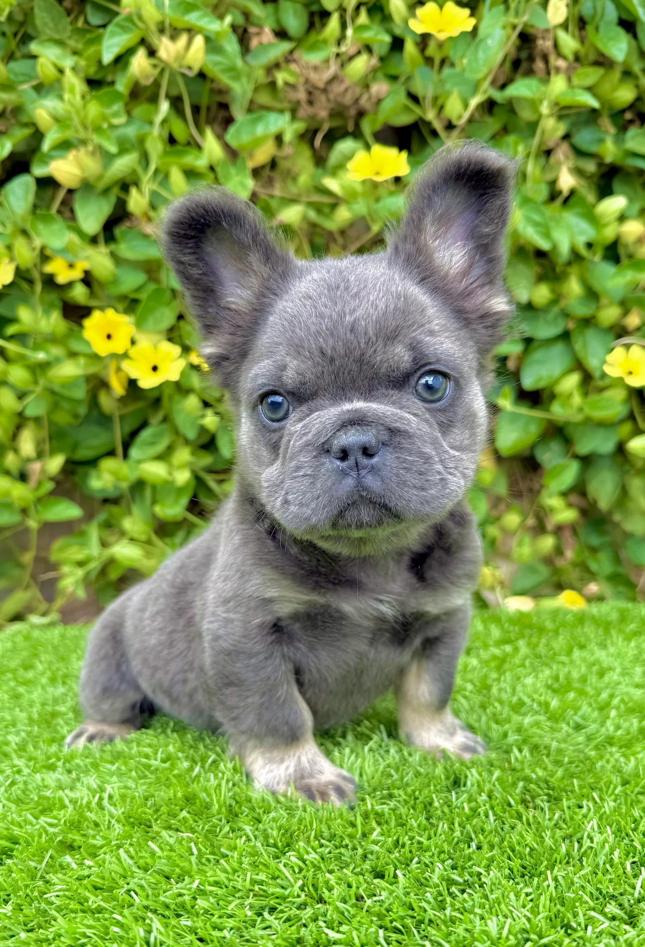 Close-up of Colt’s green eyes and blue tri fur