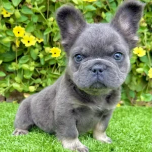 Fluffy blue tri French Bulldog puppy outdoors