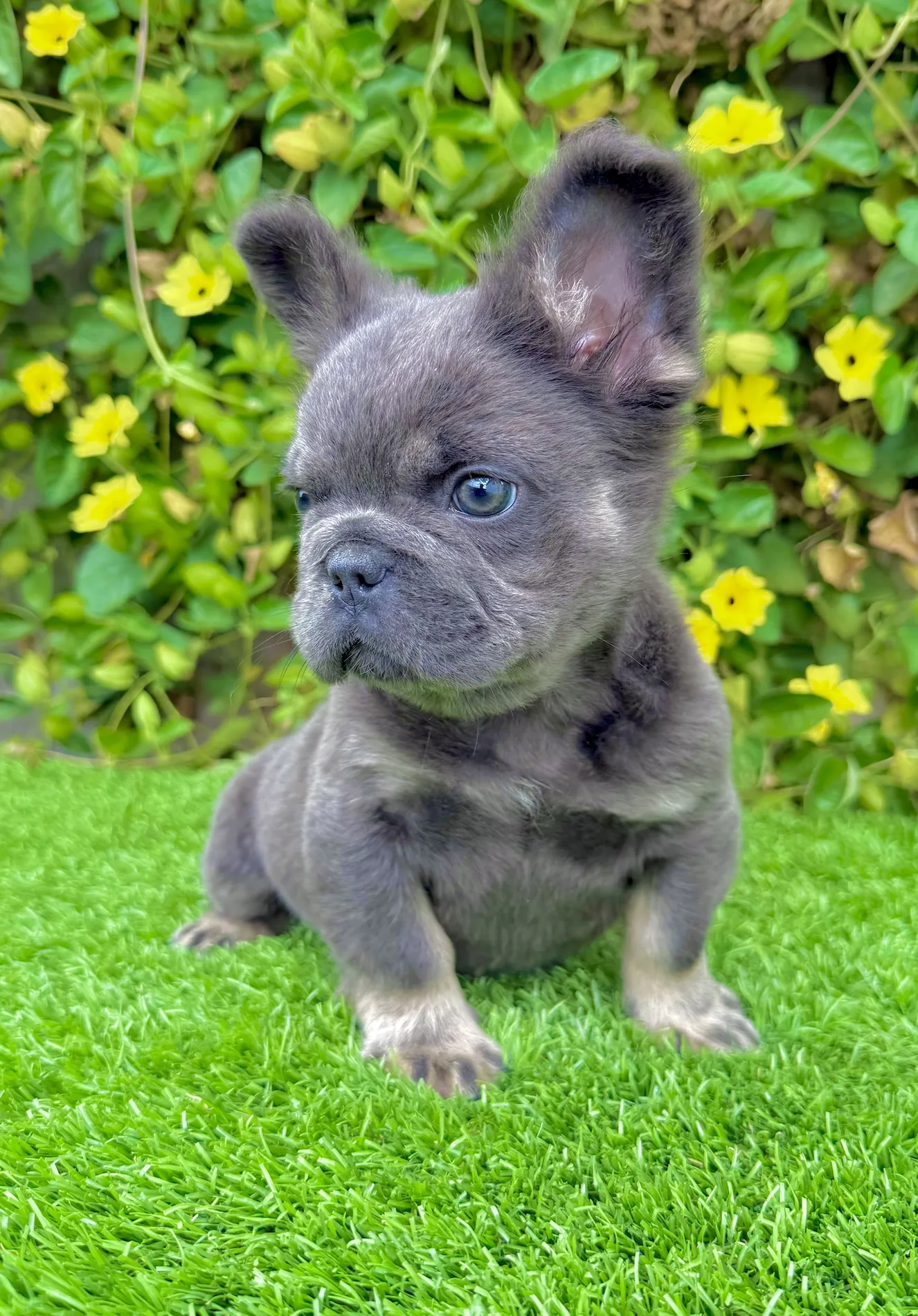 Colt relaxing on lawn showing tan points