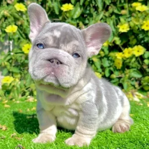 Adopted (Lilac Merle French Bulldog)