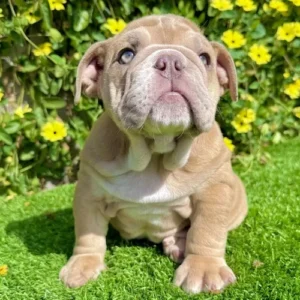 Honey (Lilac Fawn English Bulldog)
