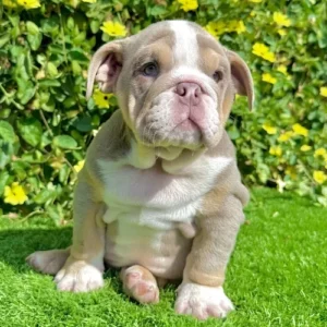 Lilac and Tan English Bulldog puppy Pork Chop relaxing on grass with a playful look