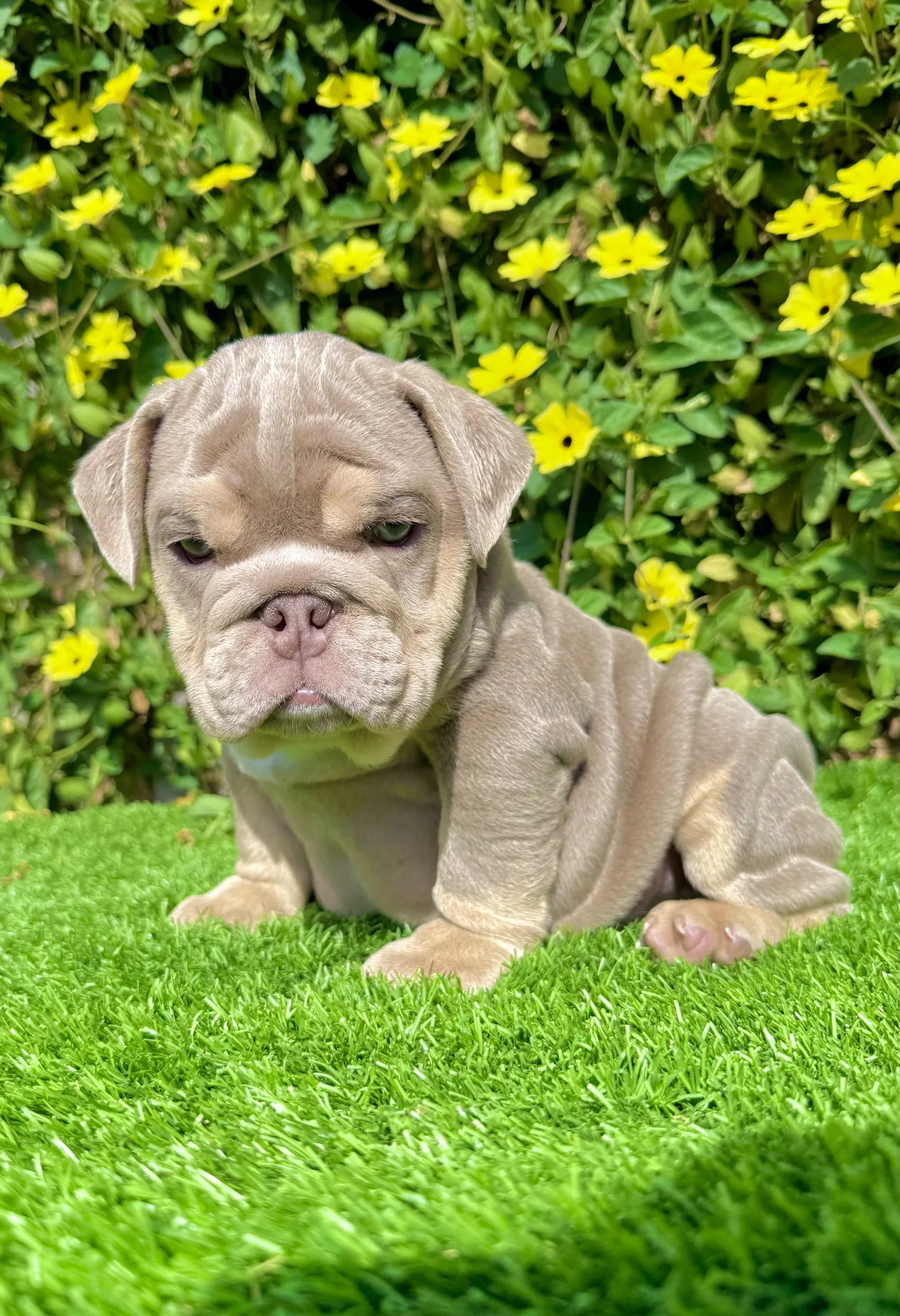 English Bulldog Bubba standing on the lawn with a calm gaze