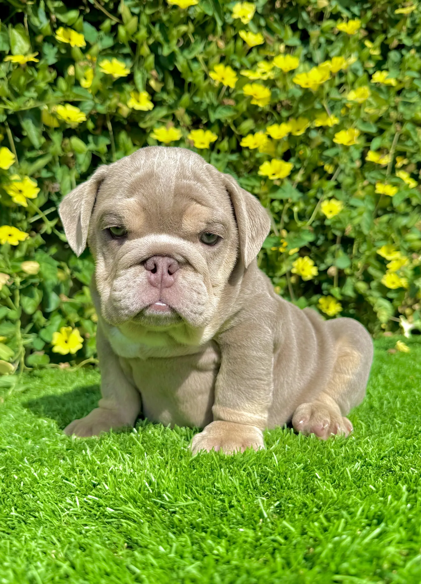 ADOPTED (Lilac and Tan English Bulldog) - Image 3