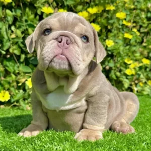 Lilac and Tan English Bulldog puppy Bubba looking up with a curious expression and stocky posture