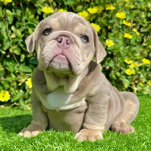 Lilac and Tan English Bulldog puppy Bubba looking up with a curious expression and stocky posture
