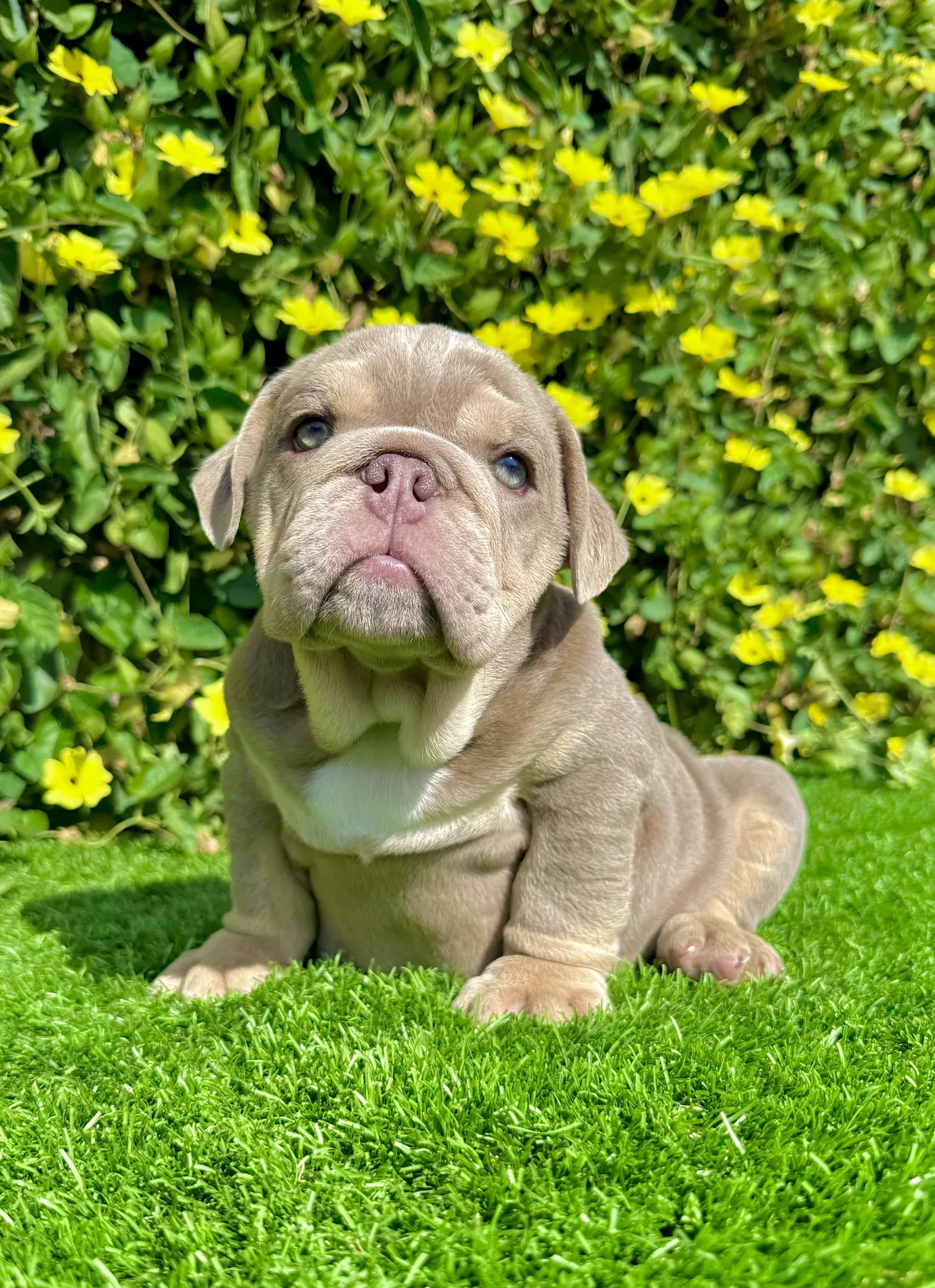 ADOPTED (Lilac and Tan English Bulldog) - Image 4