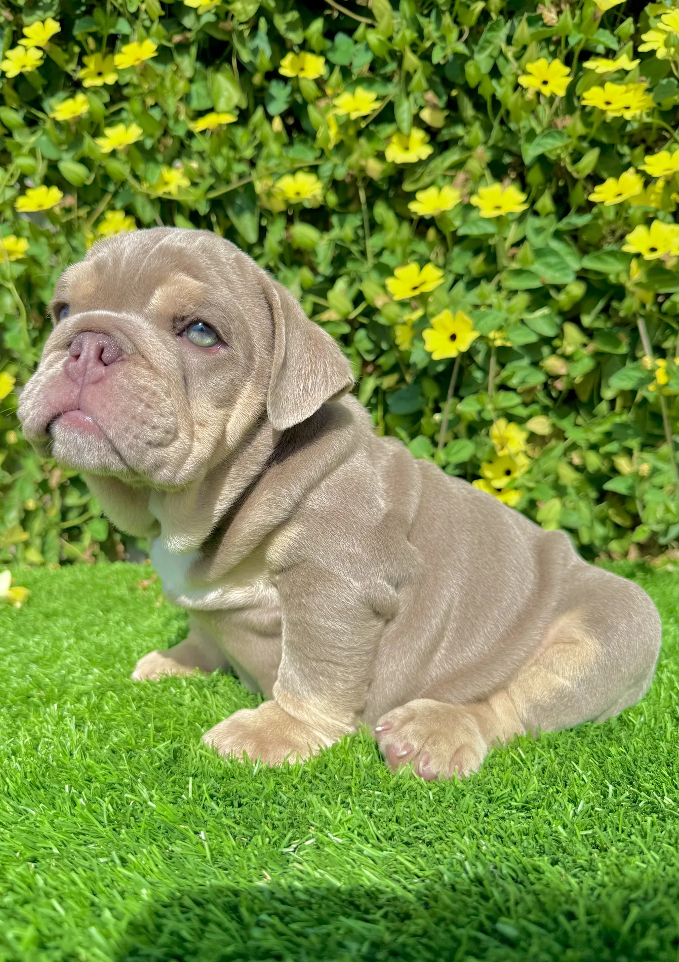 Lilac and tan English Bulldog puppy Bubba sitting proudly