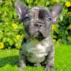 Adopted (Black Merle French Bulldog)