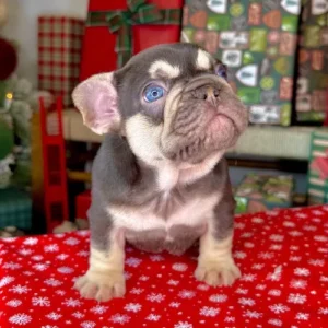 Dasher (Chocolate Tri French Bulldog)