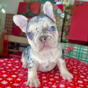 Vixen (Chocolate Merle French Bulldog)