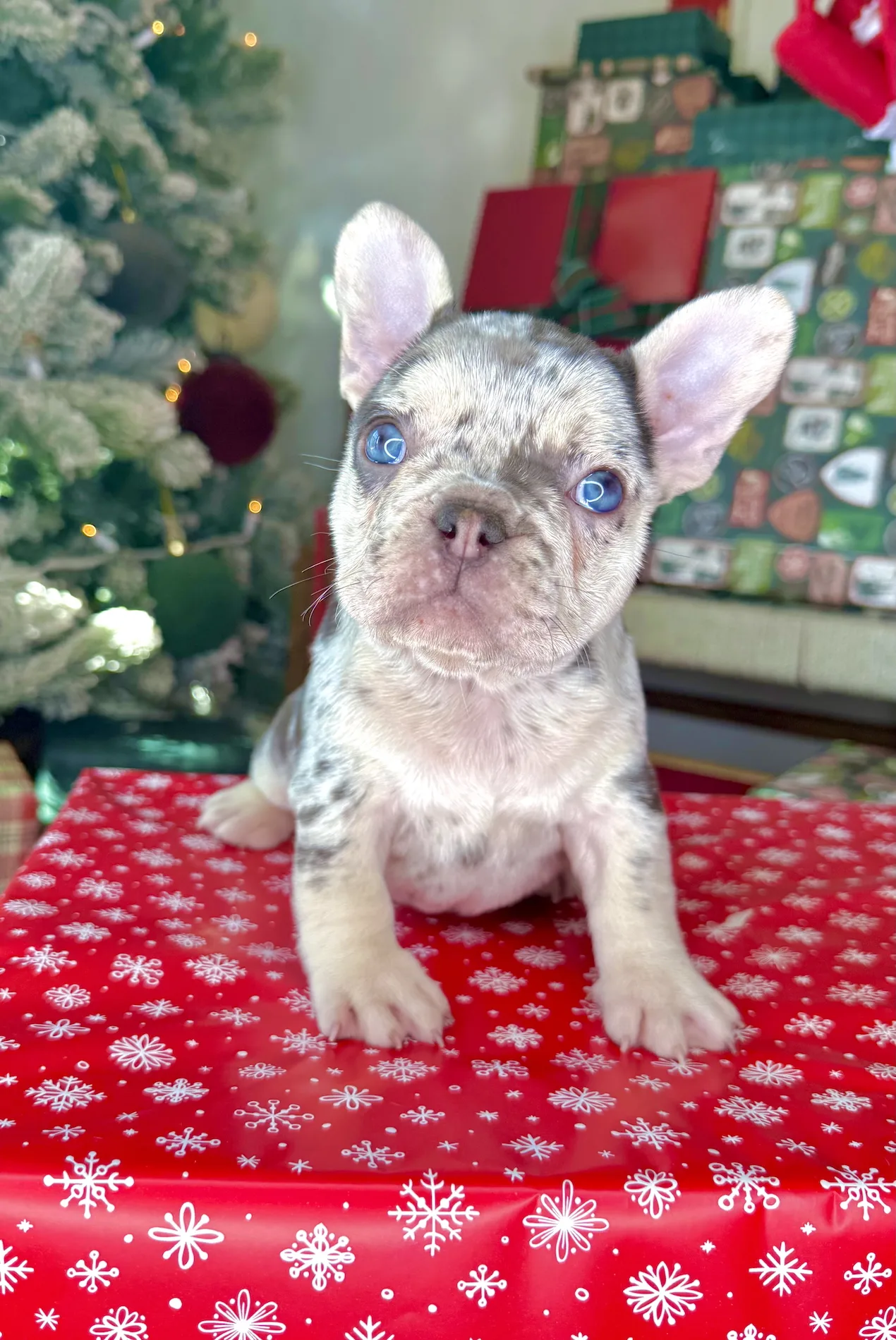 Vixen (Chocolate Merle French Bulldog) - Image 3