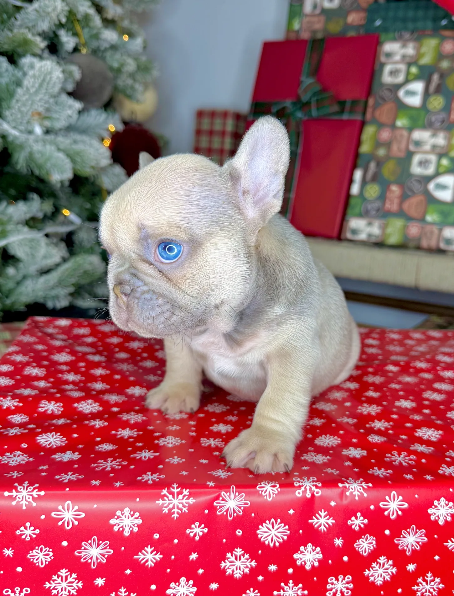 Comet the blue fawn French Bulldog puppy at 7 weeks with bright blue eyes