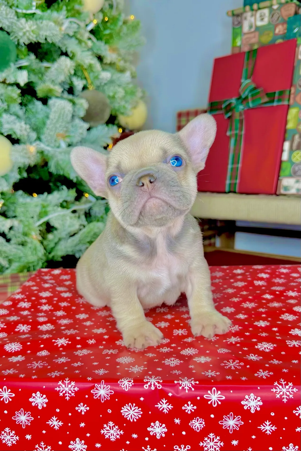 Comet (Blue Fawn French Bulldog) - Image 3