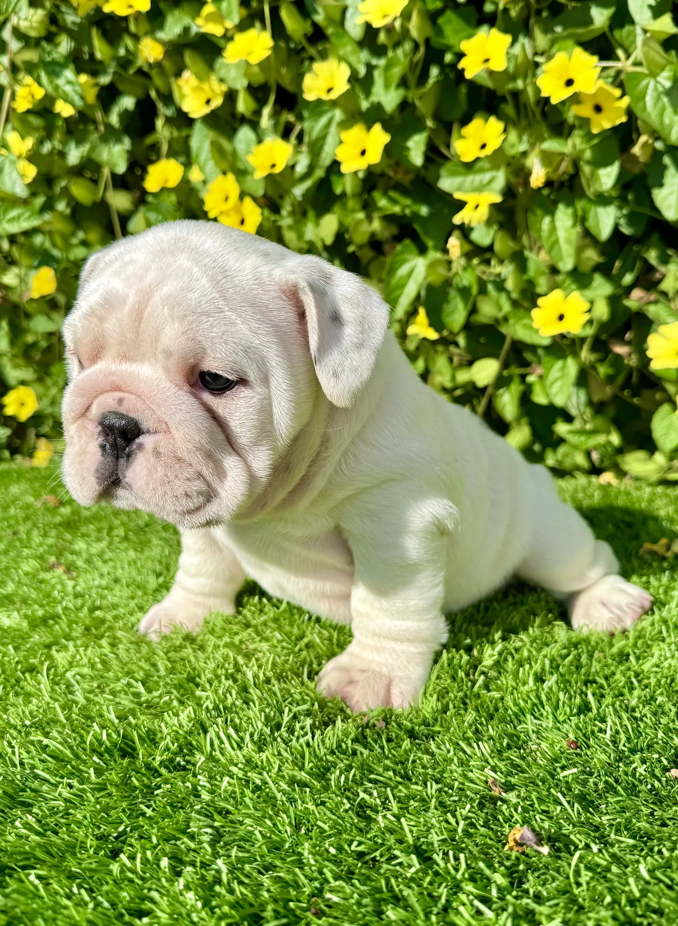 Pearl (White English Bulldog) - Image 4
