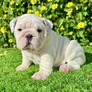 Pearl (White English Bulldog)