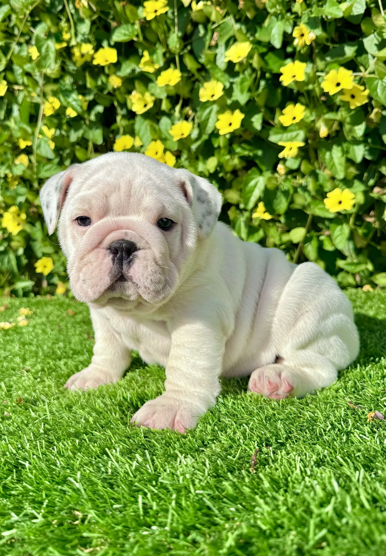 Pearl (White English Bulldog) - Image 3