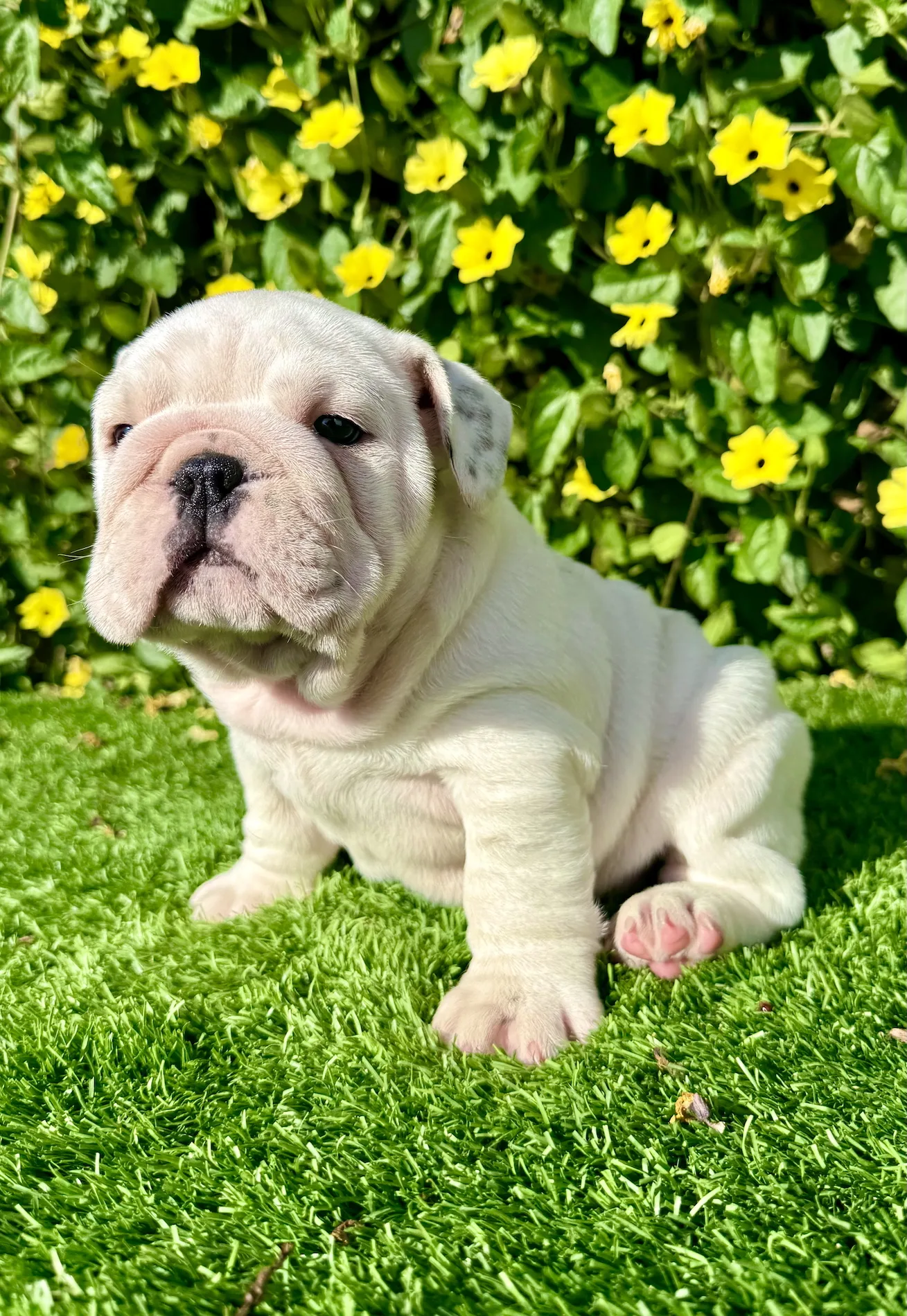 All-white English Bulldog puppy Pearl sitting on green grass