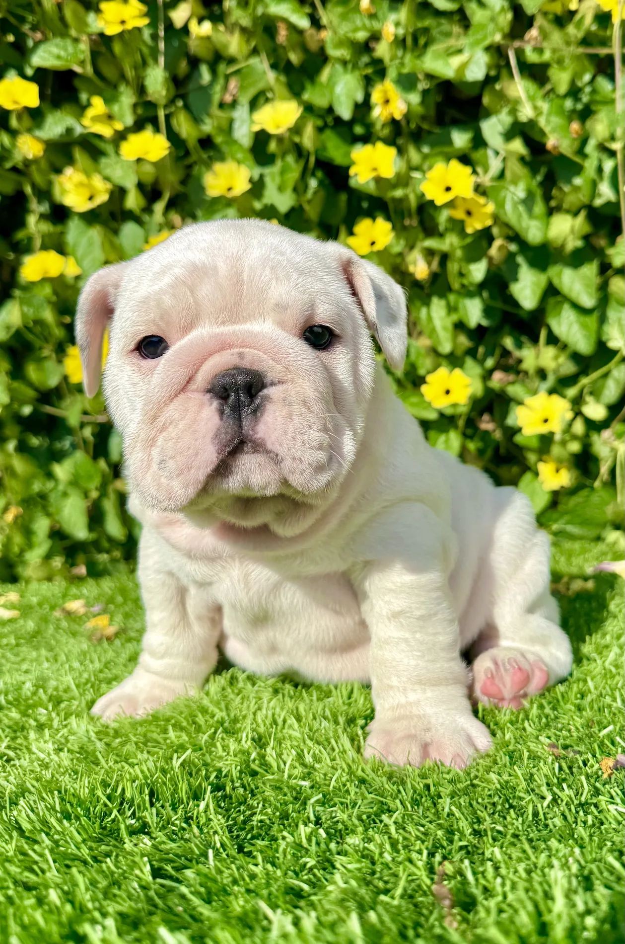 Pearl (White English Bulldog) - Image 2