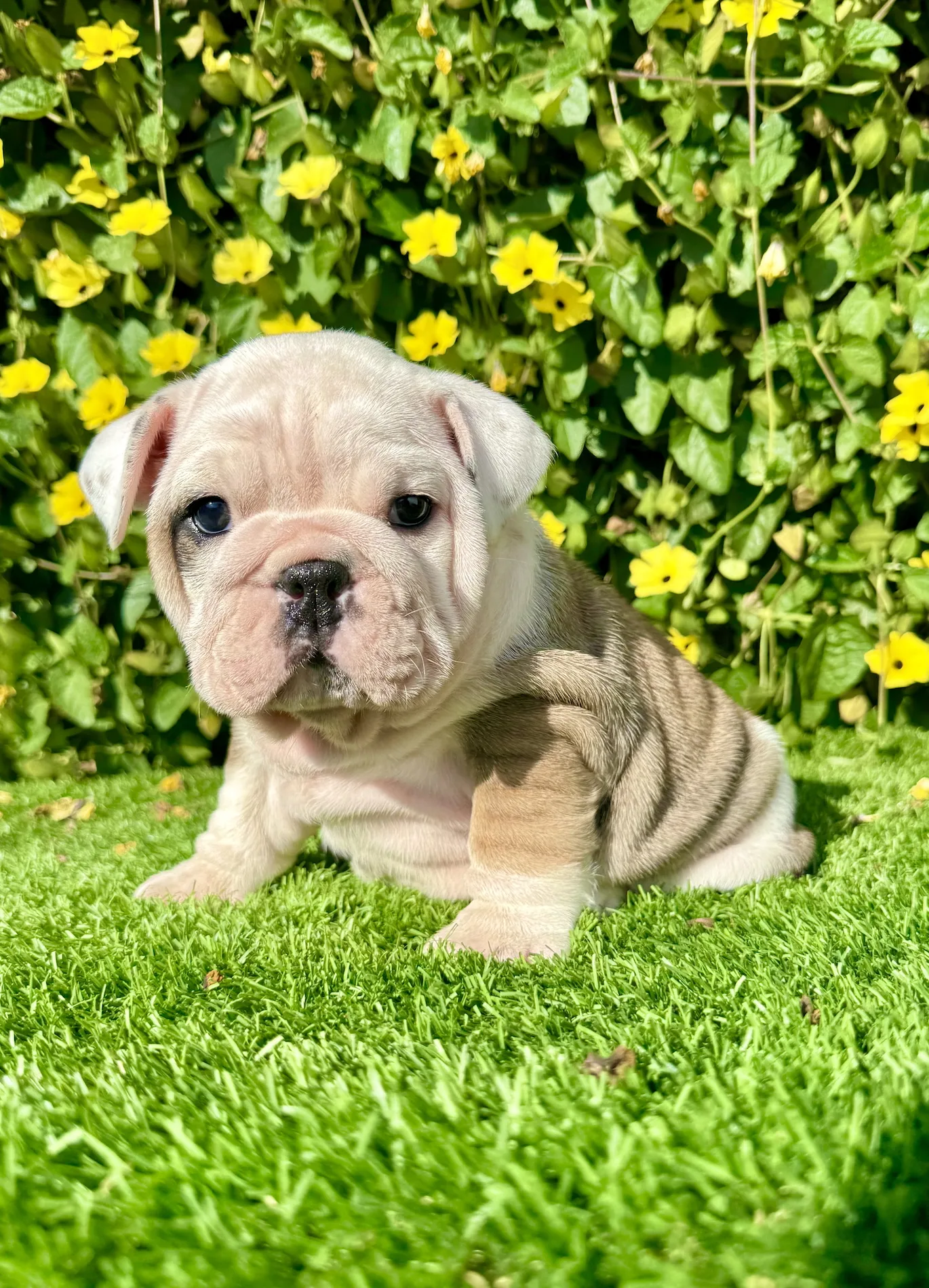 White and brown English Bulldog puppy with thick wrinkles sitting in the grass