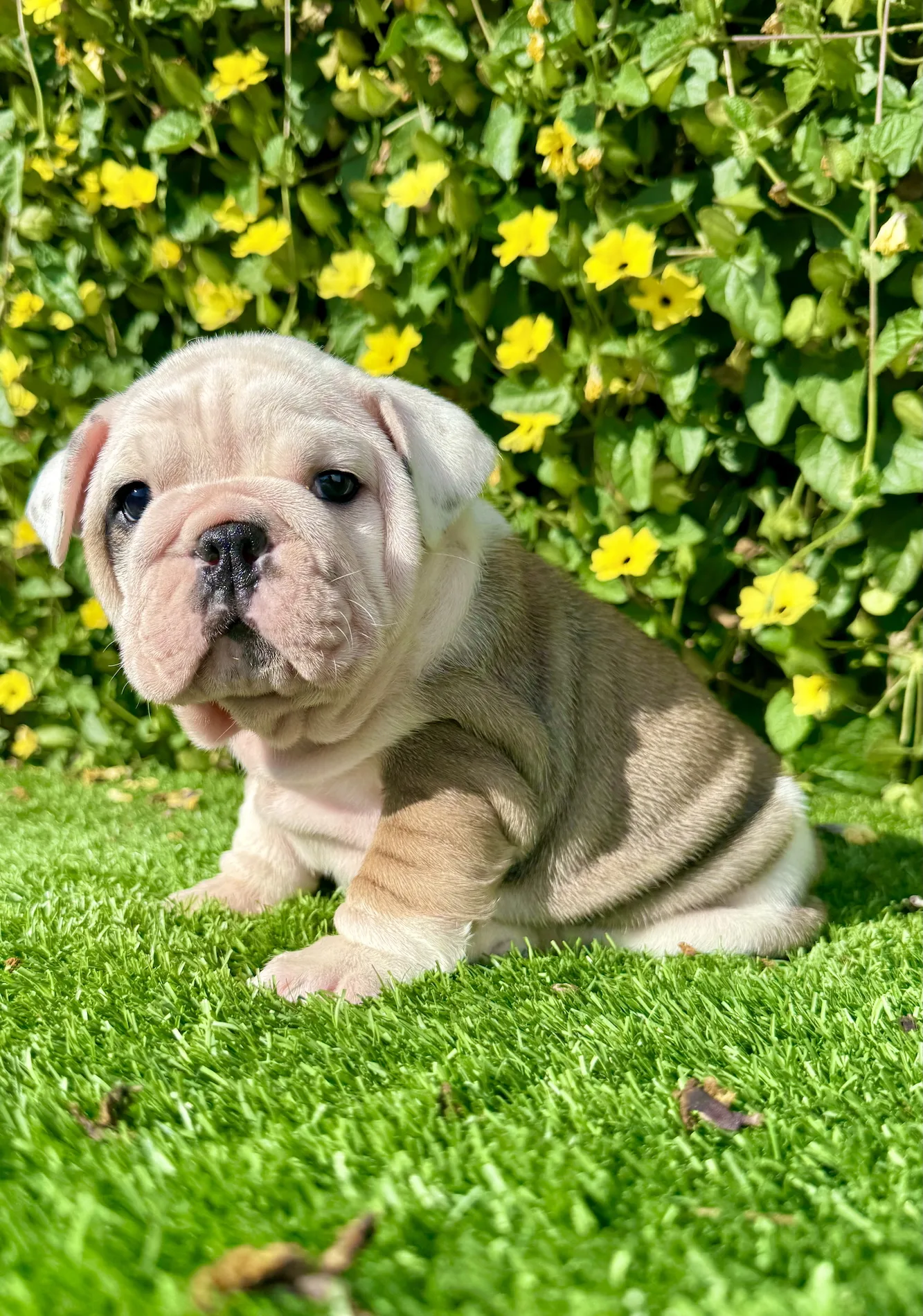 English Bulldog puppy with wide chest and soft rolls outdoors