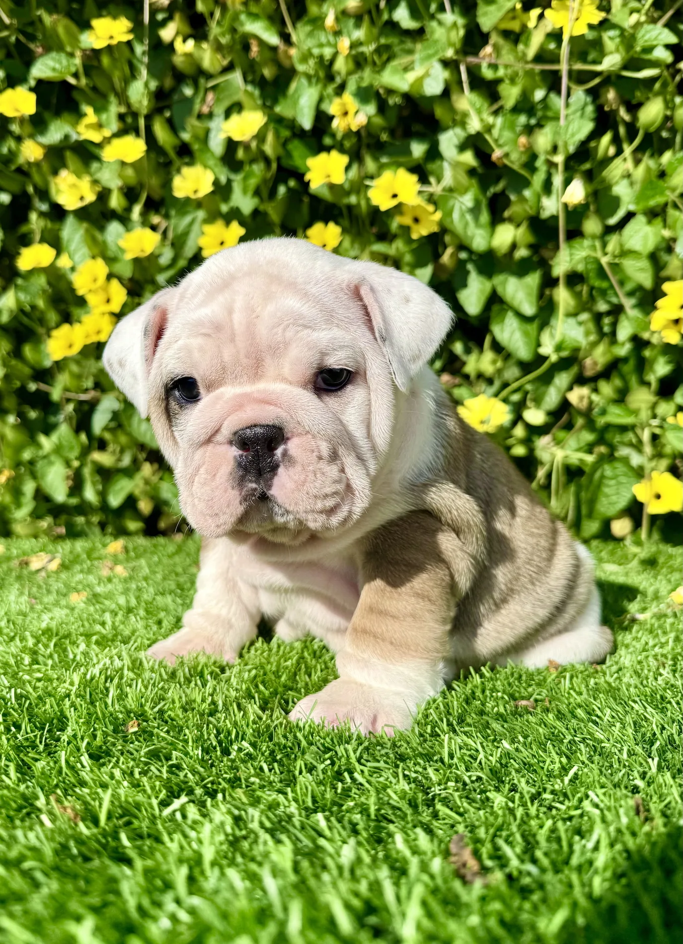 Close-up of wrinkly English Bulldog girl sitting alert