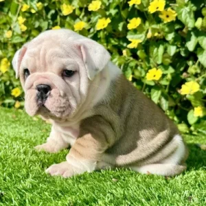 Brown and white female bulldog puppy with heavy bone
