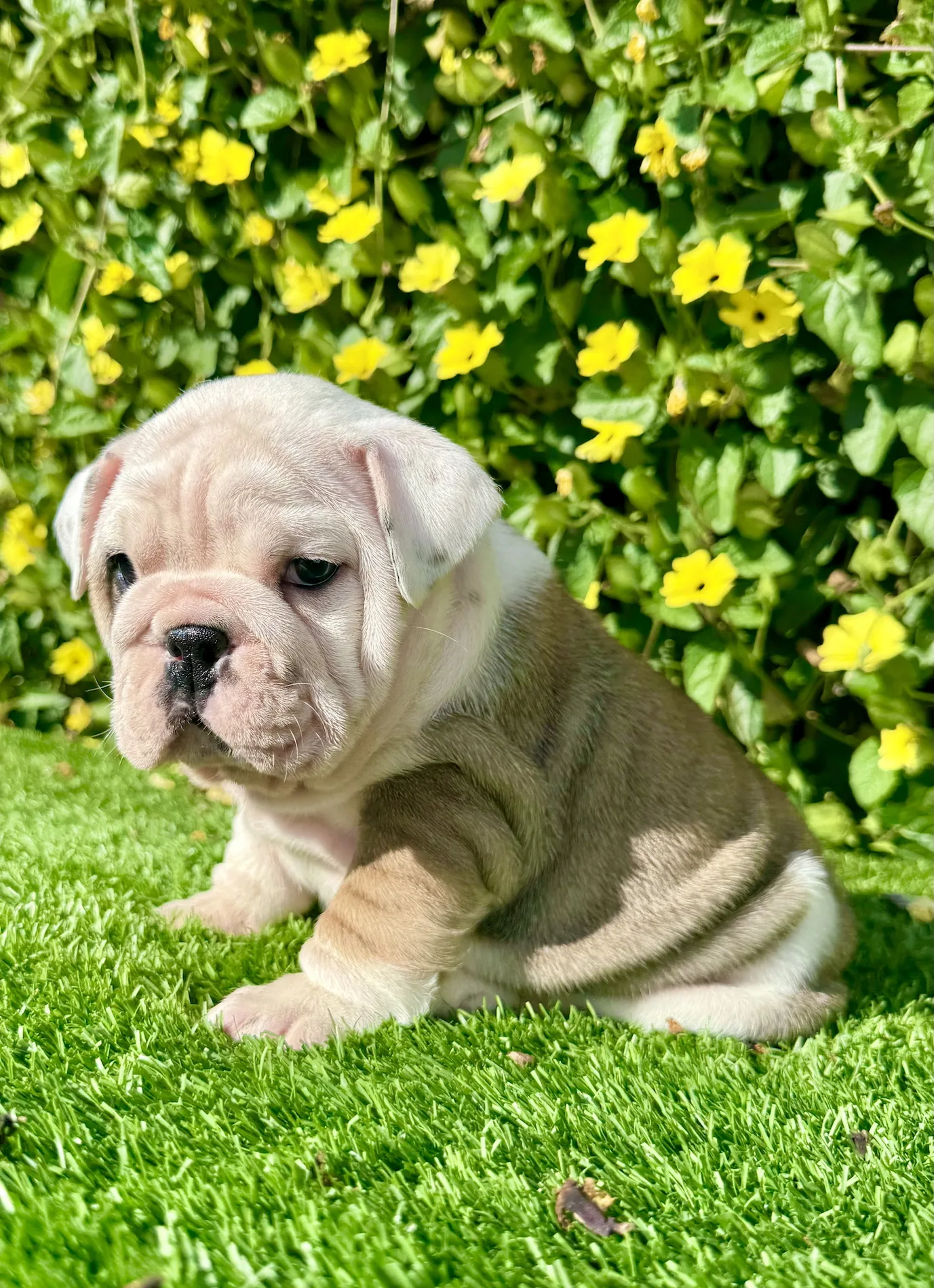 Miss Biscuit (English Bulldog) - Image 5