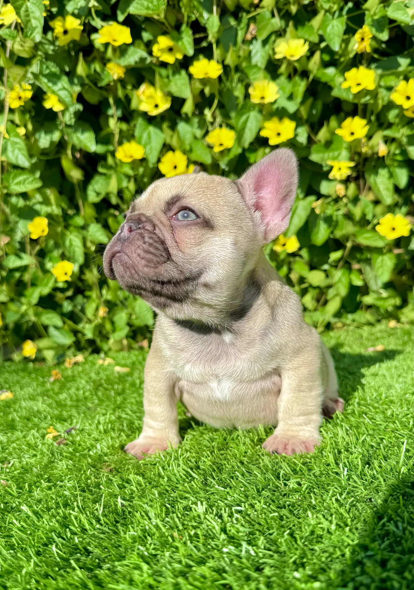 Bonnie (Blue Fawn French Bulldog) - Image 2