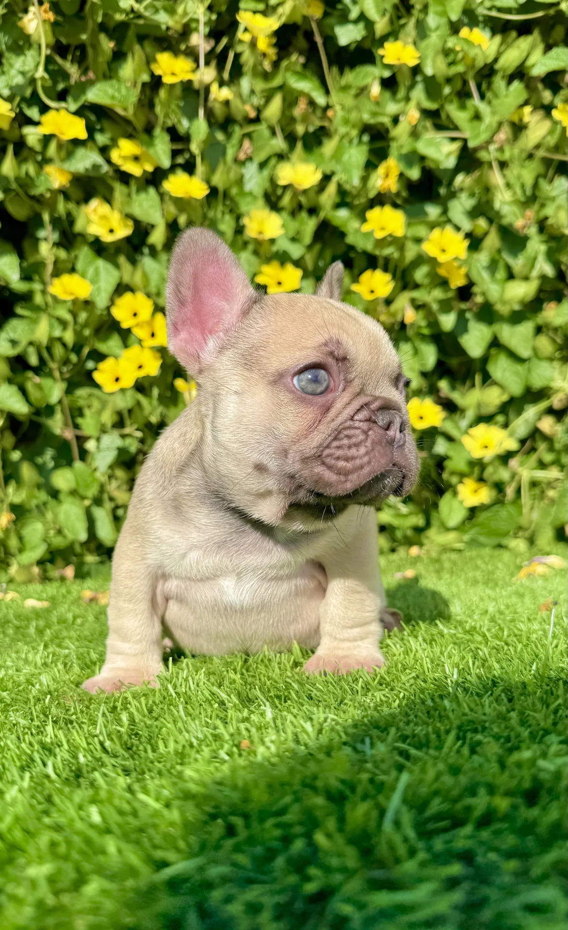 Bonnie (Blue Fawn French Bulldog) - Image 3